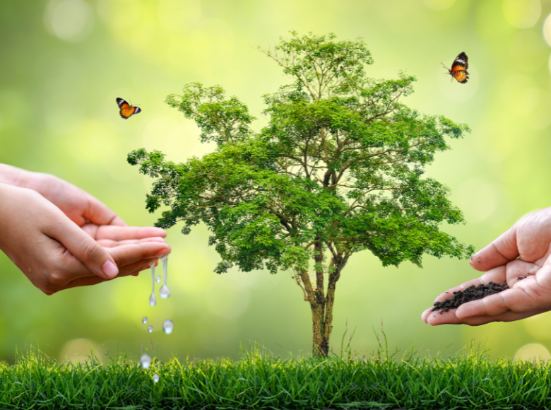 Fertilize Trees & Shrubs Fall and Spring